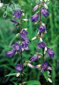 Campanula trachelium